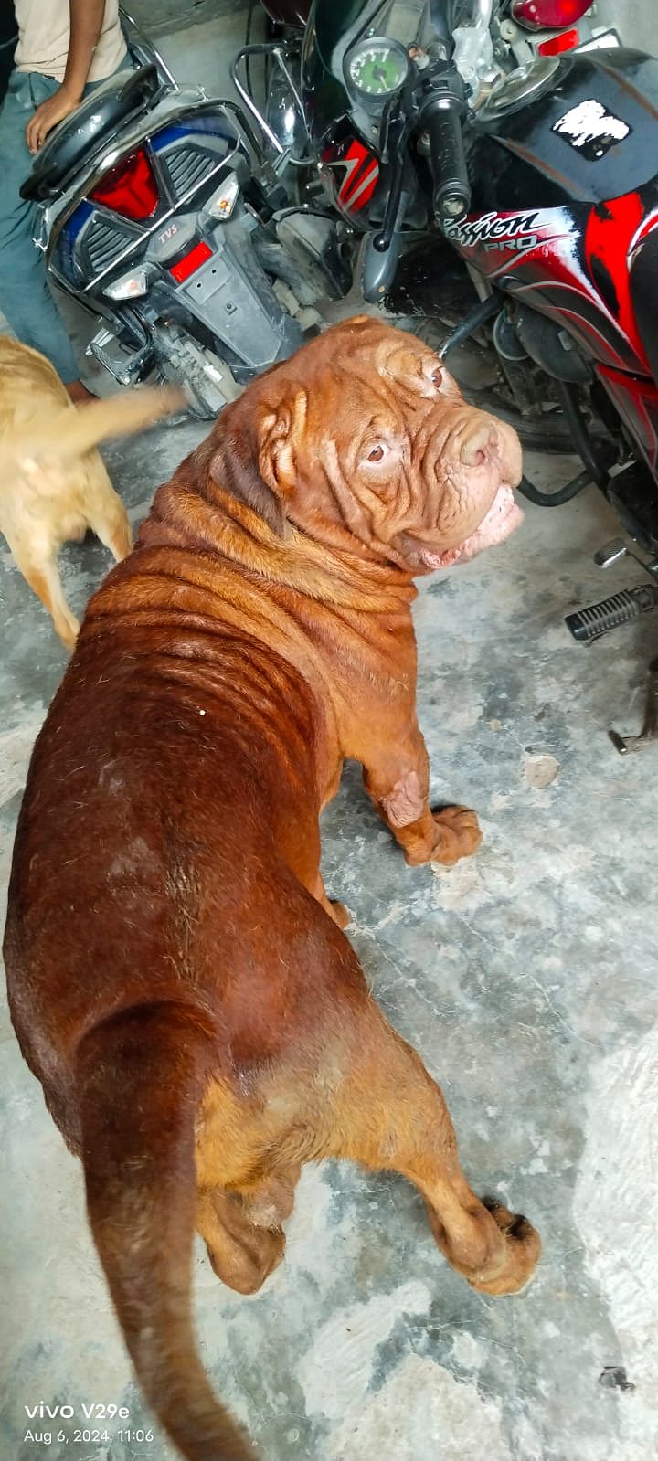 France mastiff dog