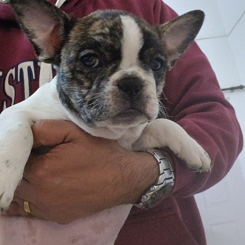 French Bulldog available for sale