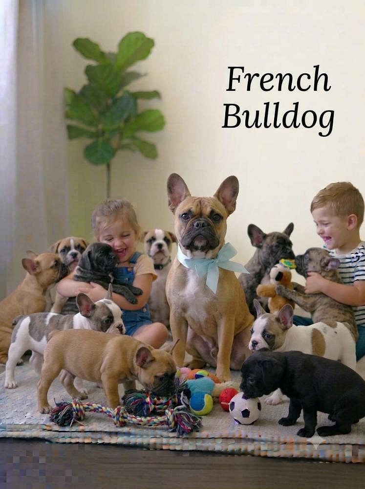 French Bulldog Cute Puppy 8800539300