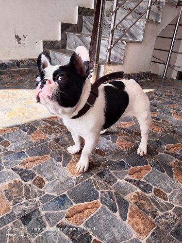 French bulldog