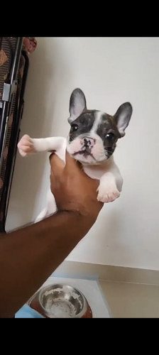 French Bulldog