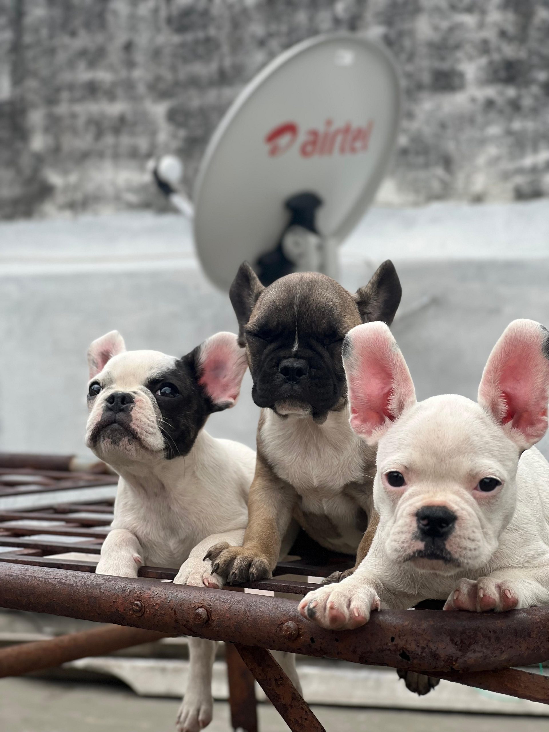 French Bulldog