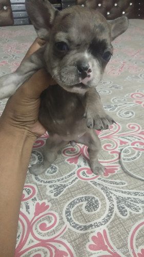 French bulldog Puppies for SALE