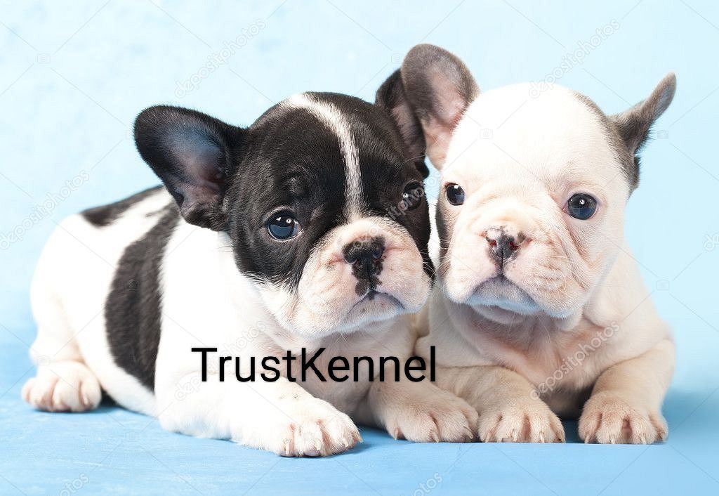 French BullDog Puppies Available For Sale TrustKennel