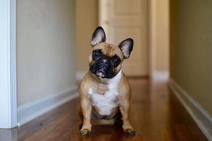 French Bulldog Puppy 8800539300