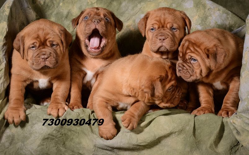 French mastiff Puppies in India for sale..7300930479