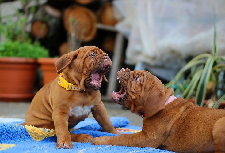 French mastiff Puppies For Sale..7300930479
