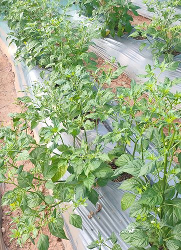 Fresh Kanthari mulak for sale