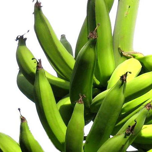 Fresh nenthran for bulk quantity for sale @ wholesale price