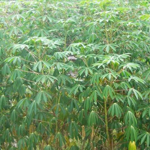 FRESH TAPIOCA BULK  SALE RS. 20/- PER KG