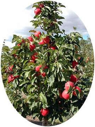 Fruit planting material