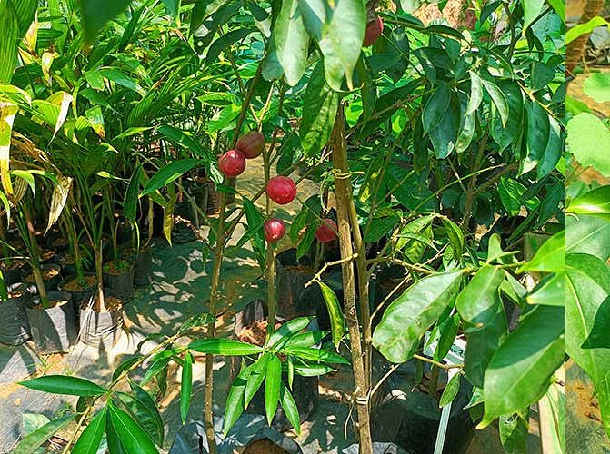 Fruit plants for sale
