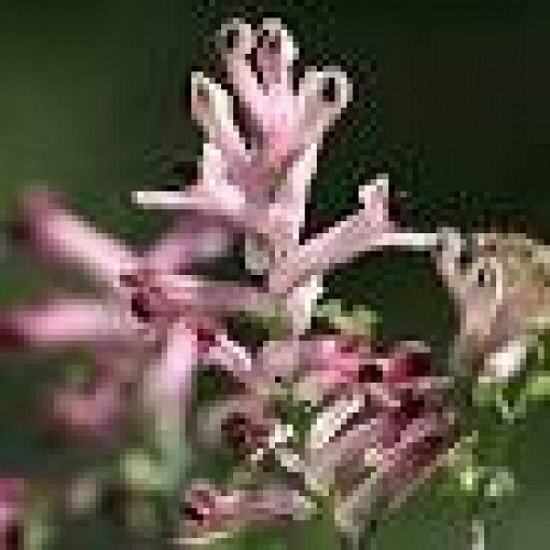 Fumaria indica seeds