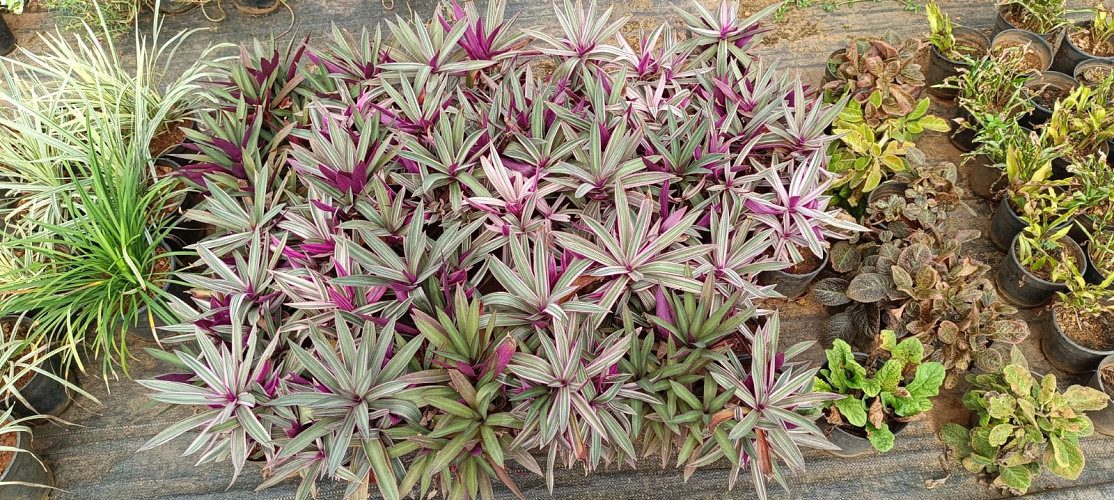 Garden Nursery near Iritty, Kannur