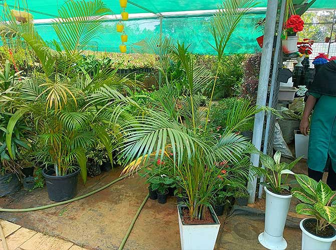 Garden Palms