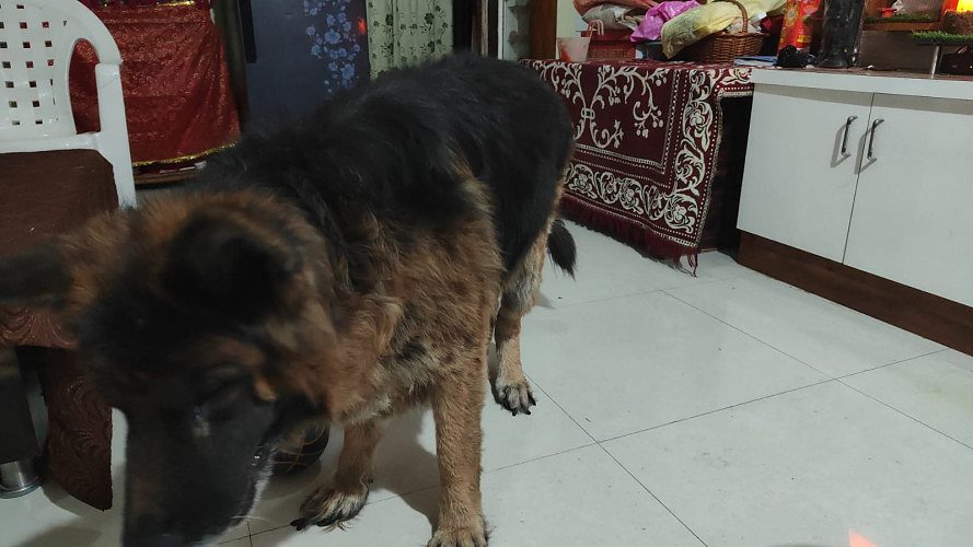 Garmanshaped dog sale