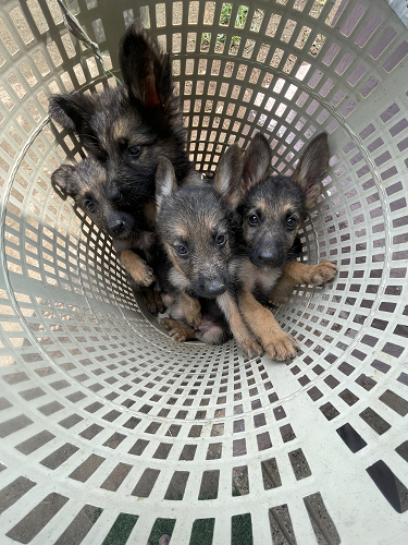 German Puppies for sale