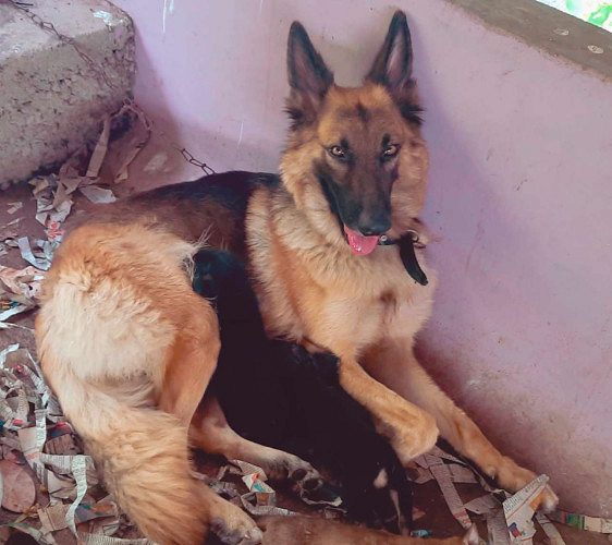 German shaped puppy avaible low rate