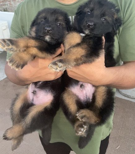 German Shefford puppy