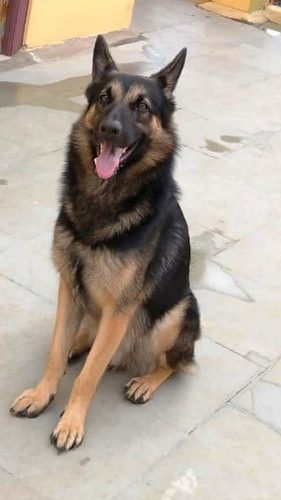 German Shepard Dog for Sale in Free