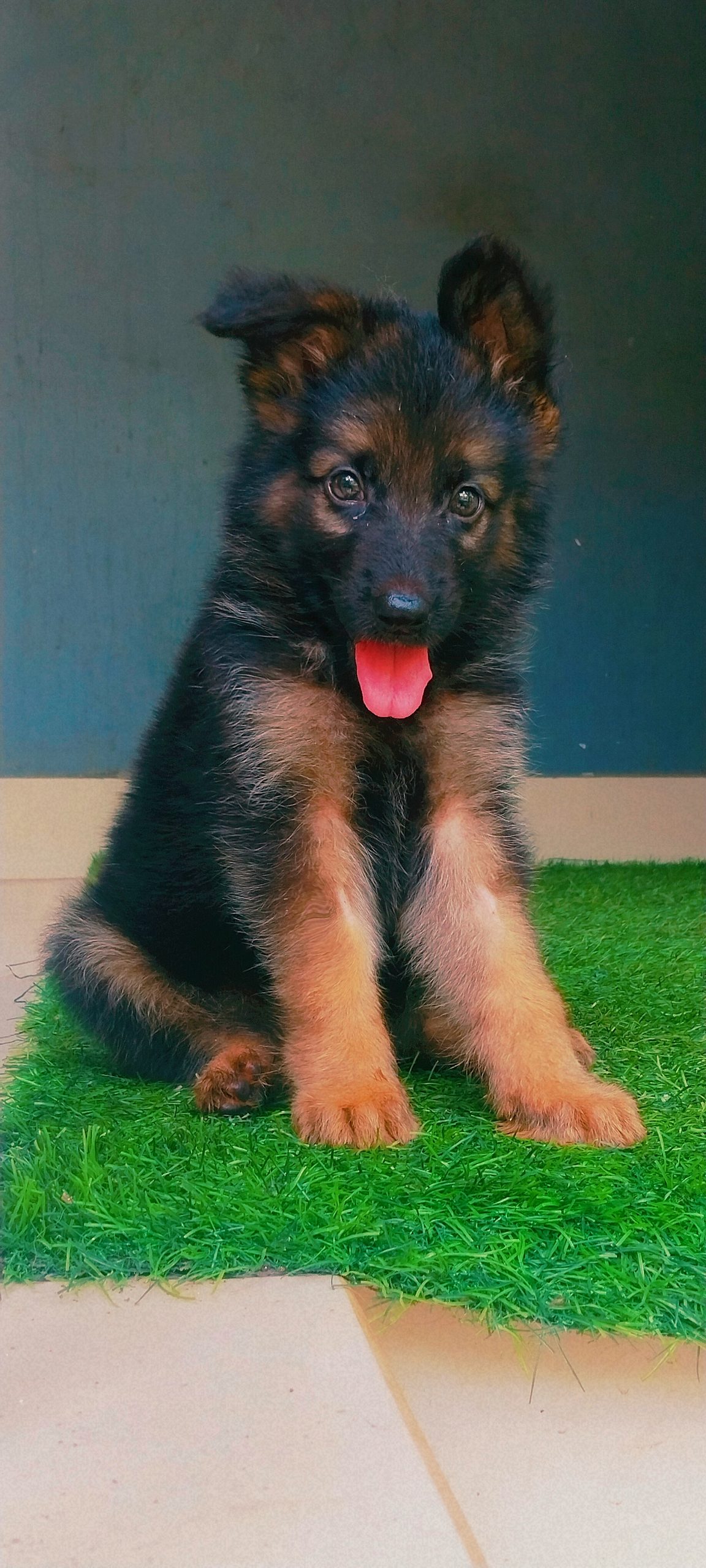 German Shepard long coat puppies