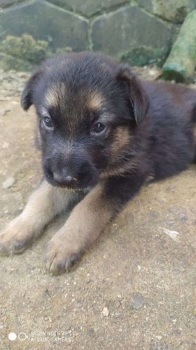 German Shepard puppies female 30 days of agd