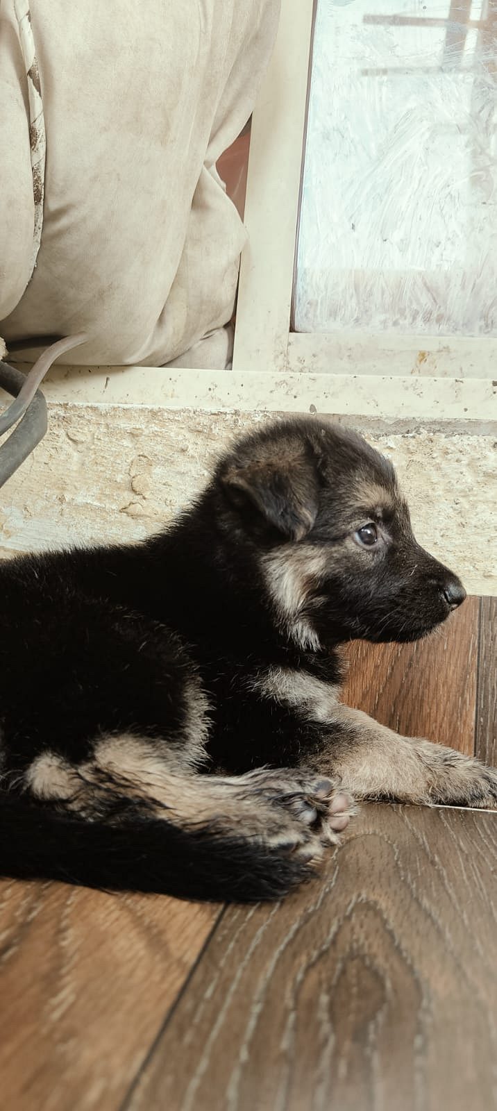 GERMAN SHEPERD DOUBLE COAT