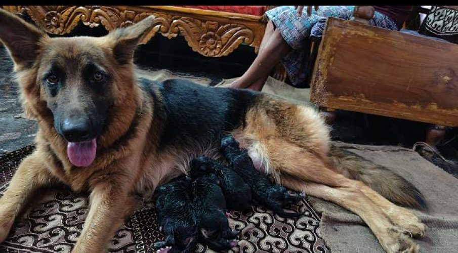 german shephard puppy sell