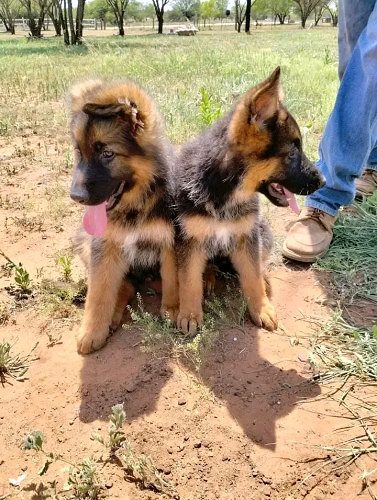 German Shepherd available