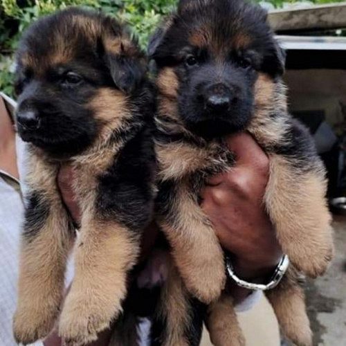 GERMAN SHEPHERD - CALL 8825694373