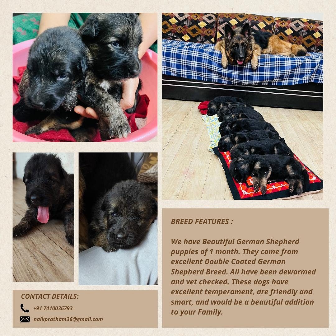 German shepherd champion breed puppies for sale