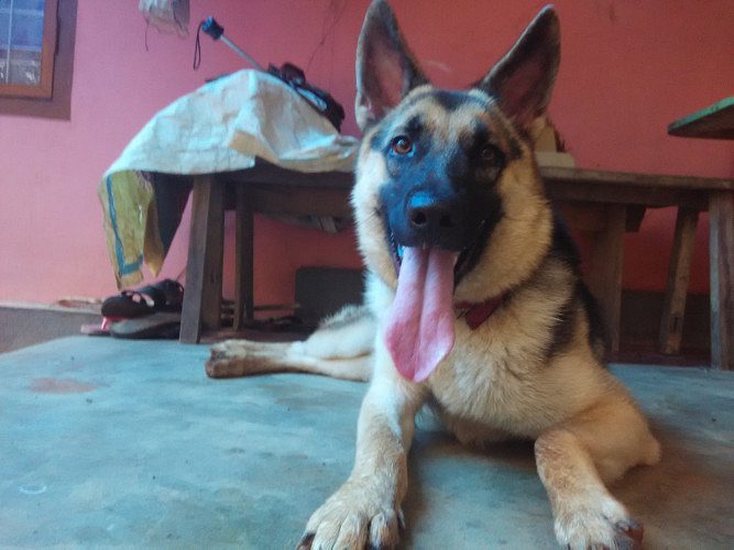 German Shepherd Dog Female Adult