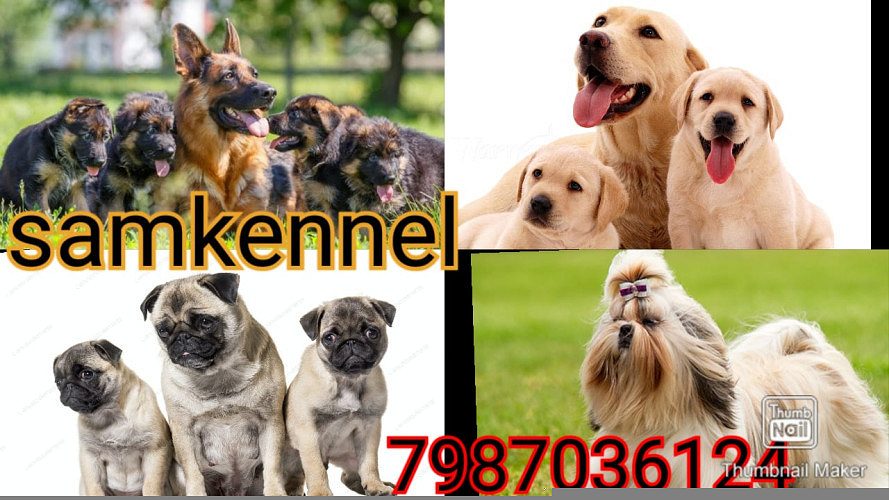 german shepherd dog puppies for sale in indore 7987036124