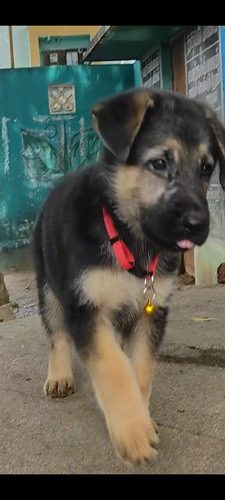 German shepherd