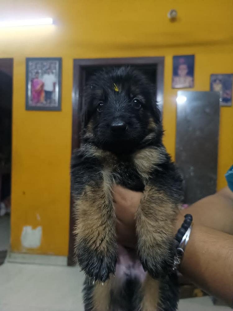 German shepherd