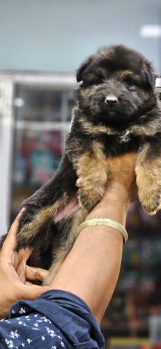 German shepherd
