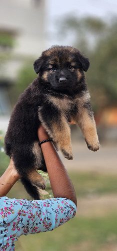German shepherd