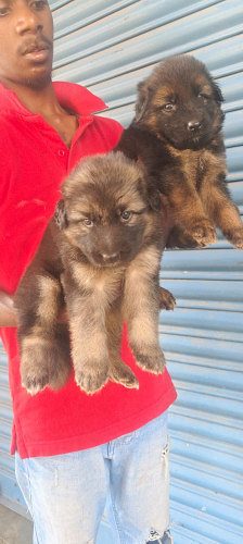 German shepherd