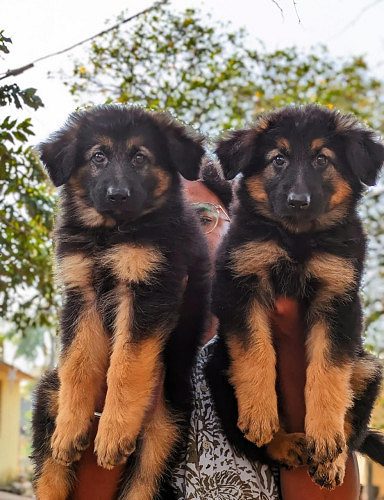 German shepherd