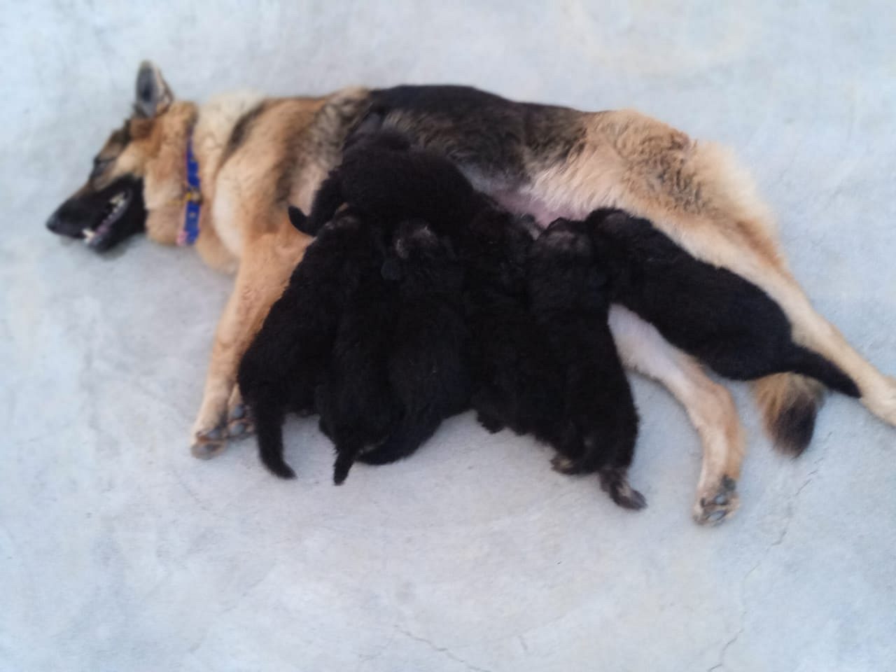 German shepherd