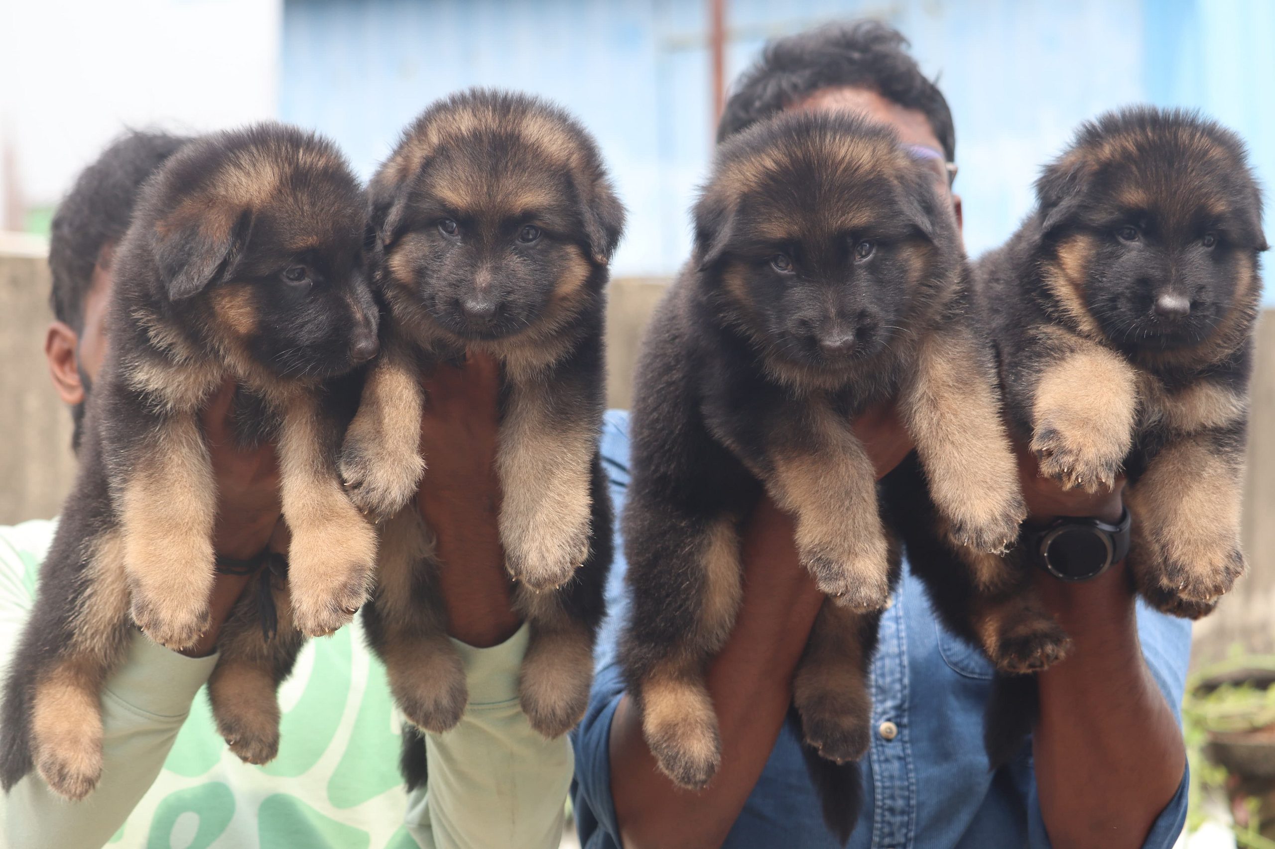 German shepherd