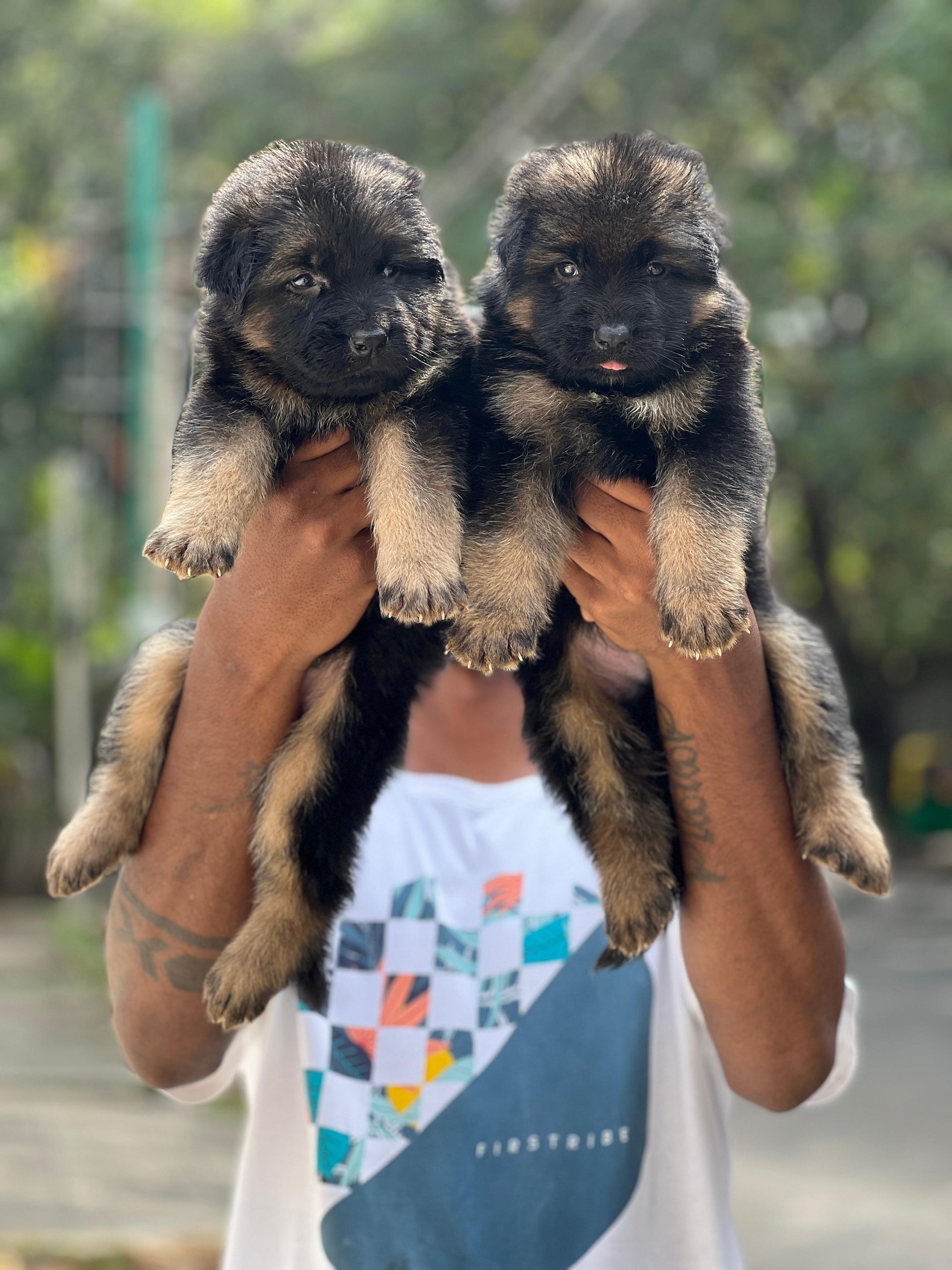 German shepherd