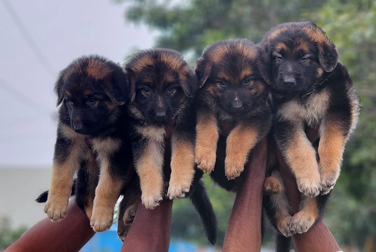 German shepherd