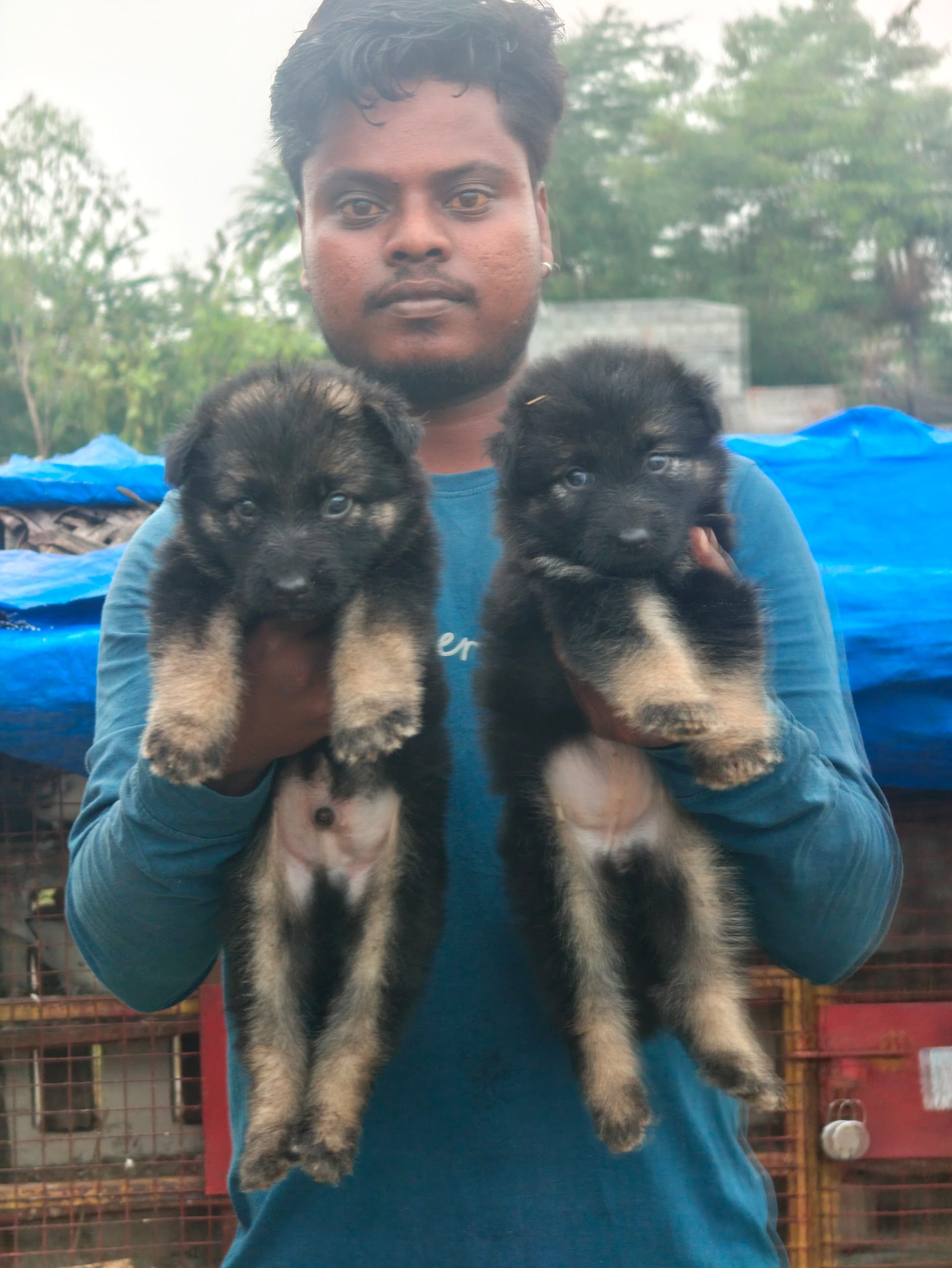 German shepherd