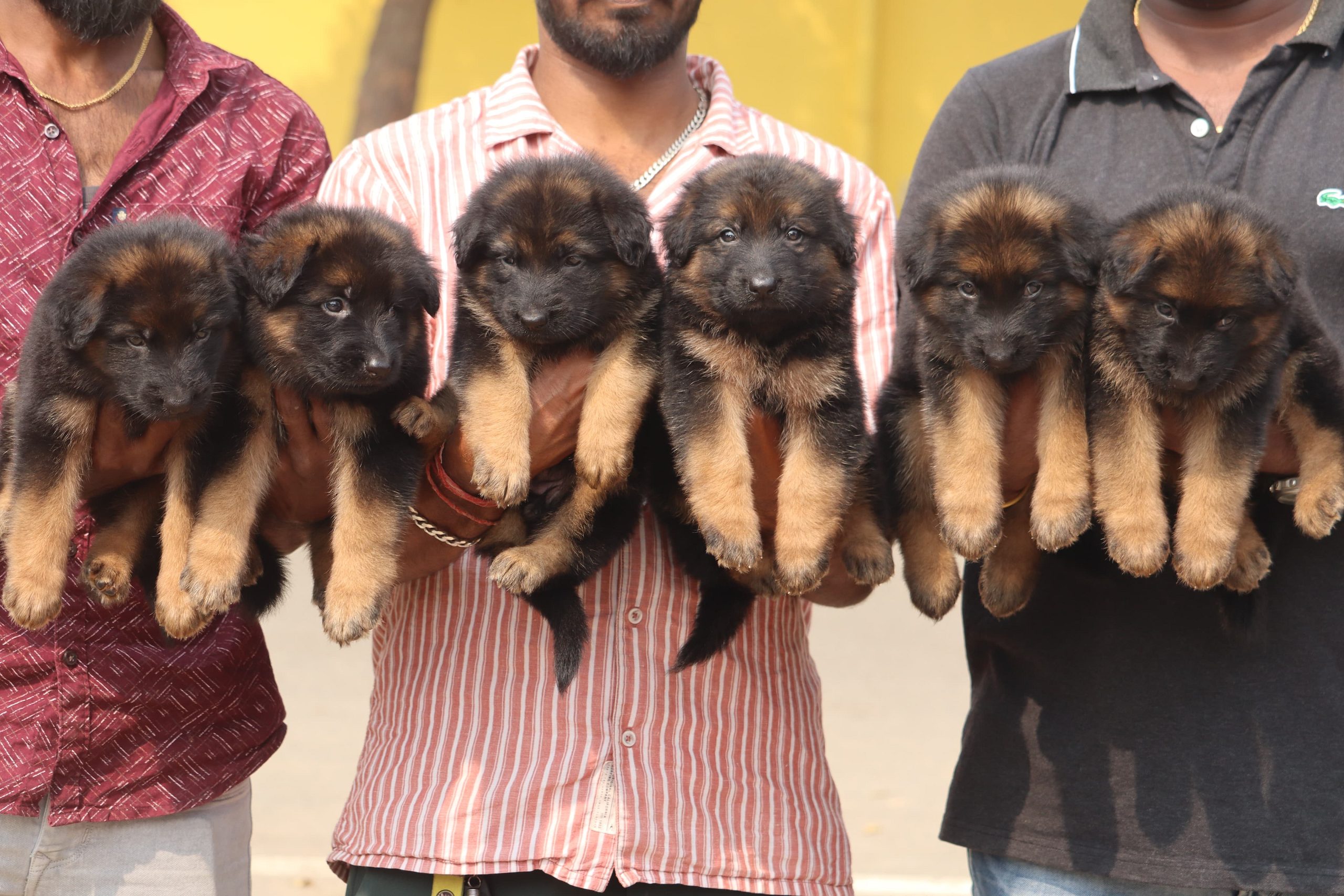 German shepherd