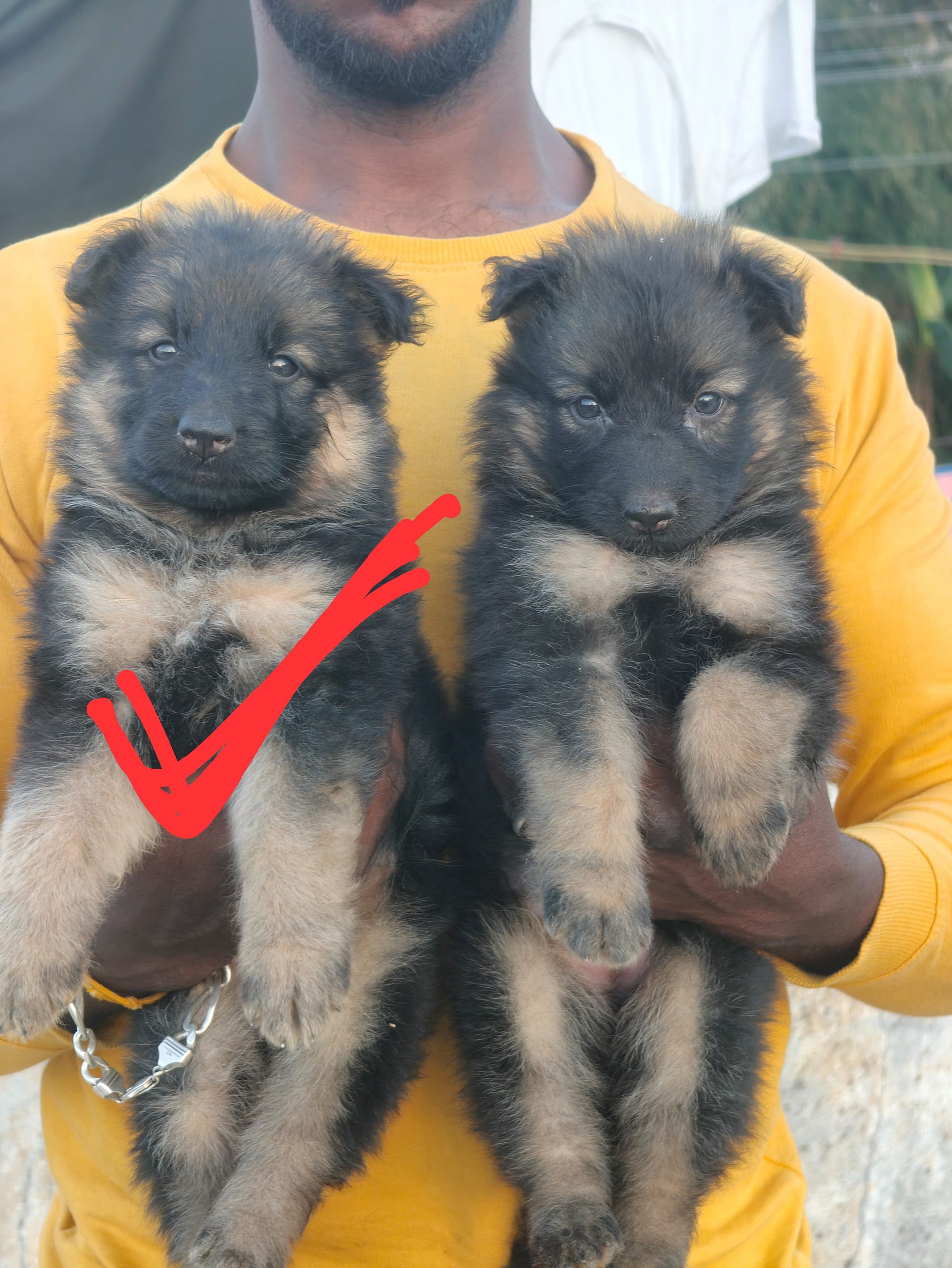 German shepherd