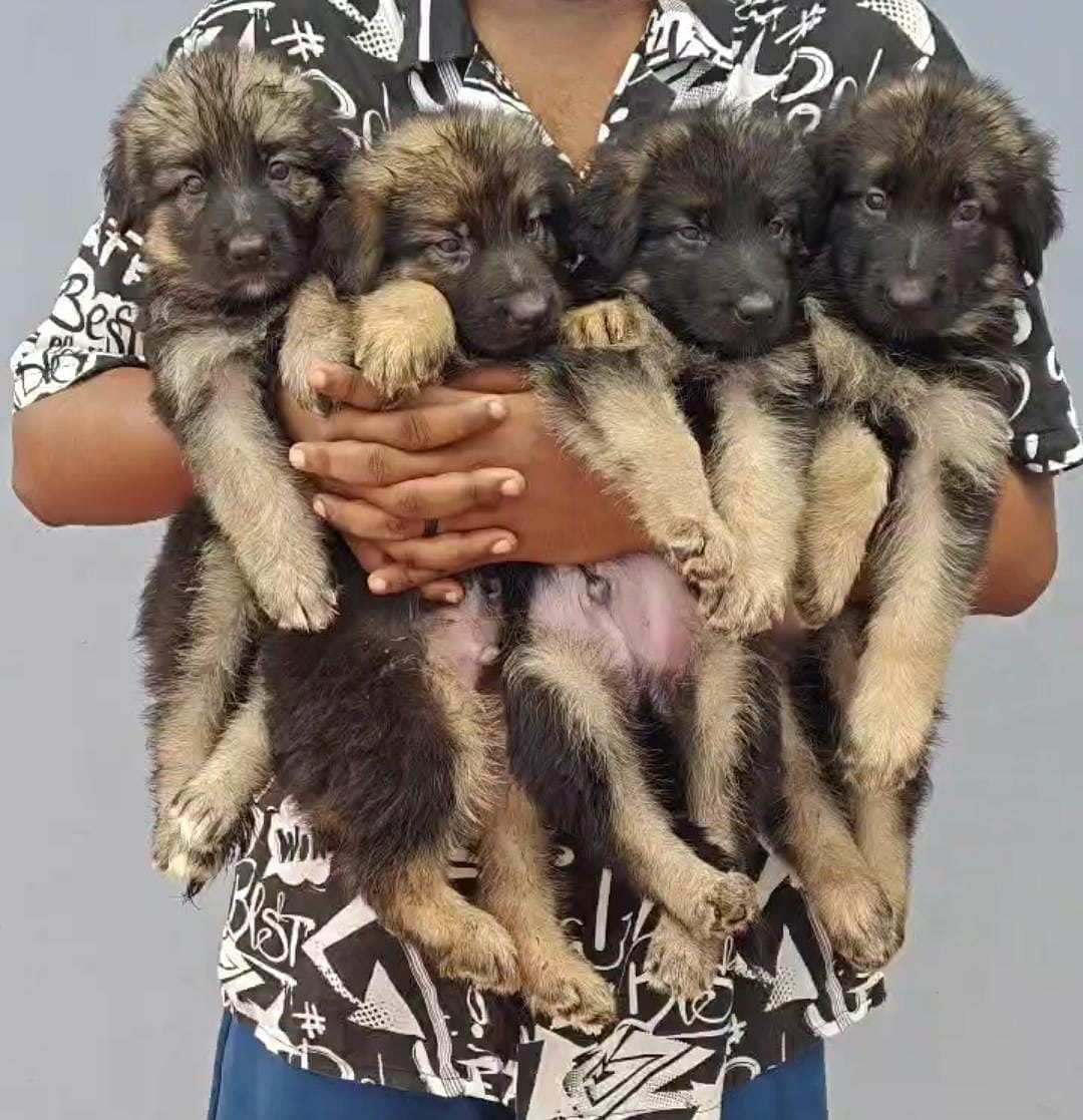 German shepherd