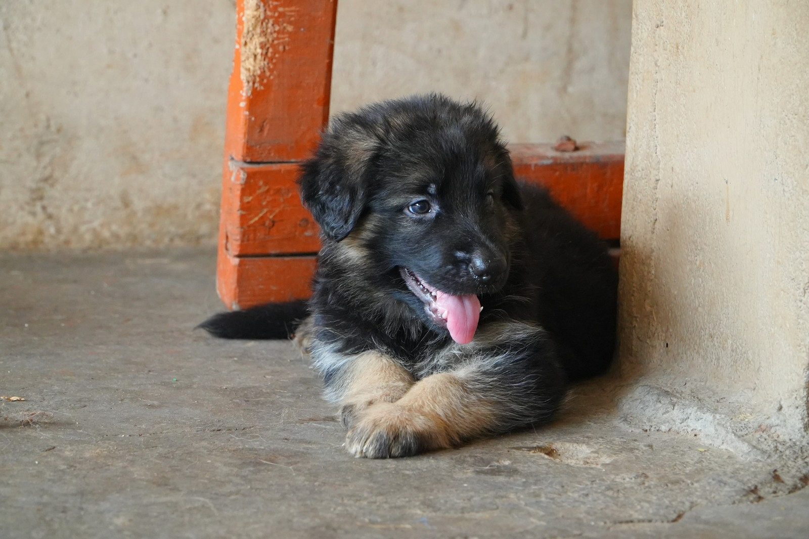 German shepherd