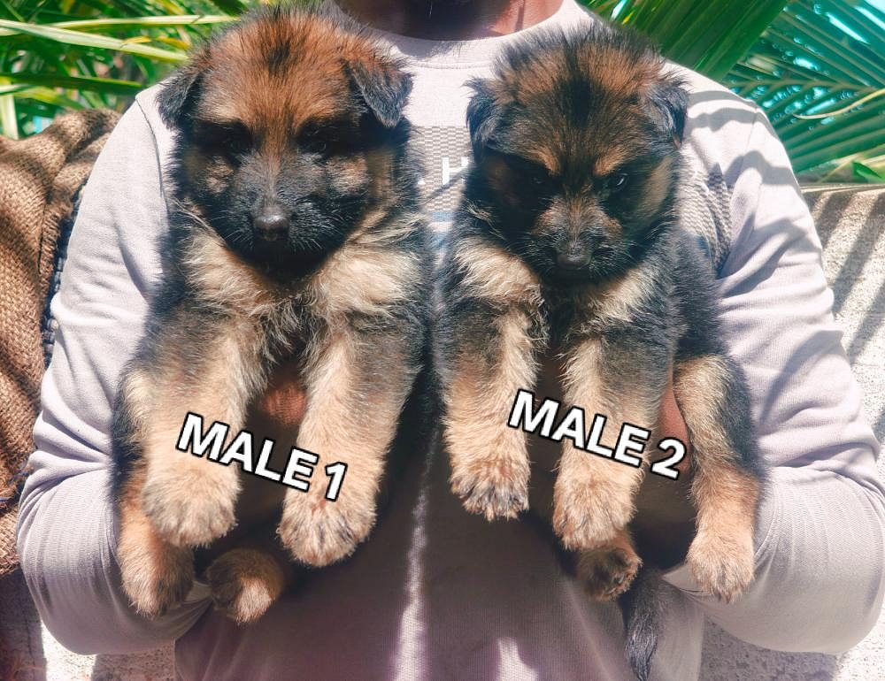 German Shepherd