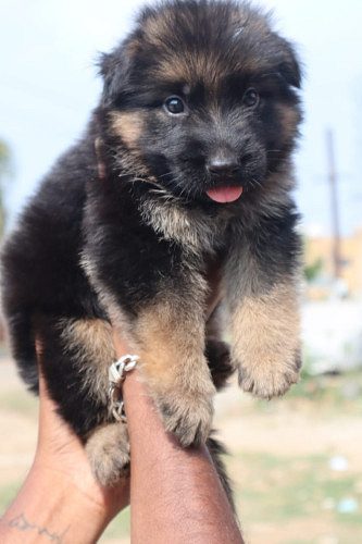 German shepherd